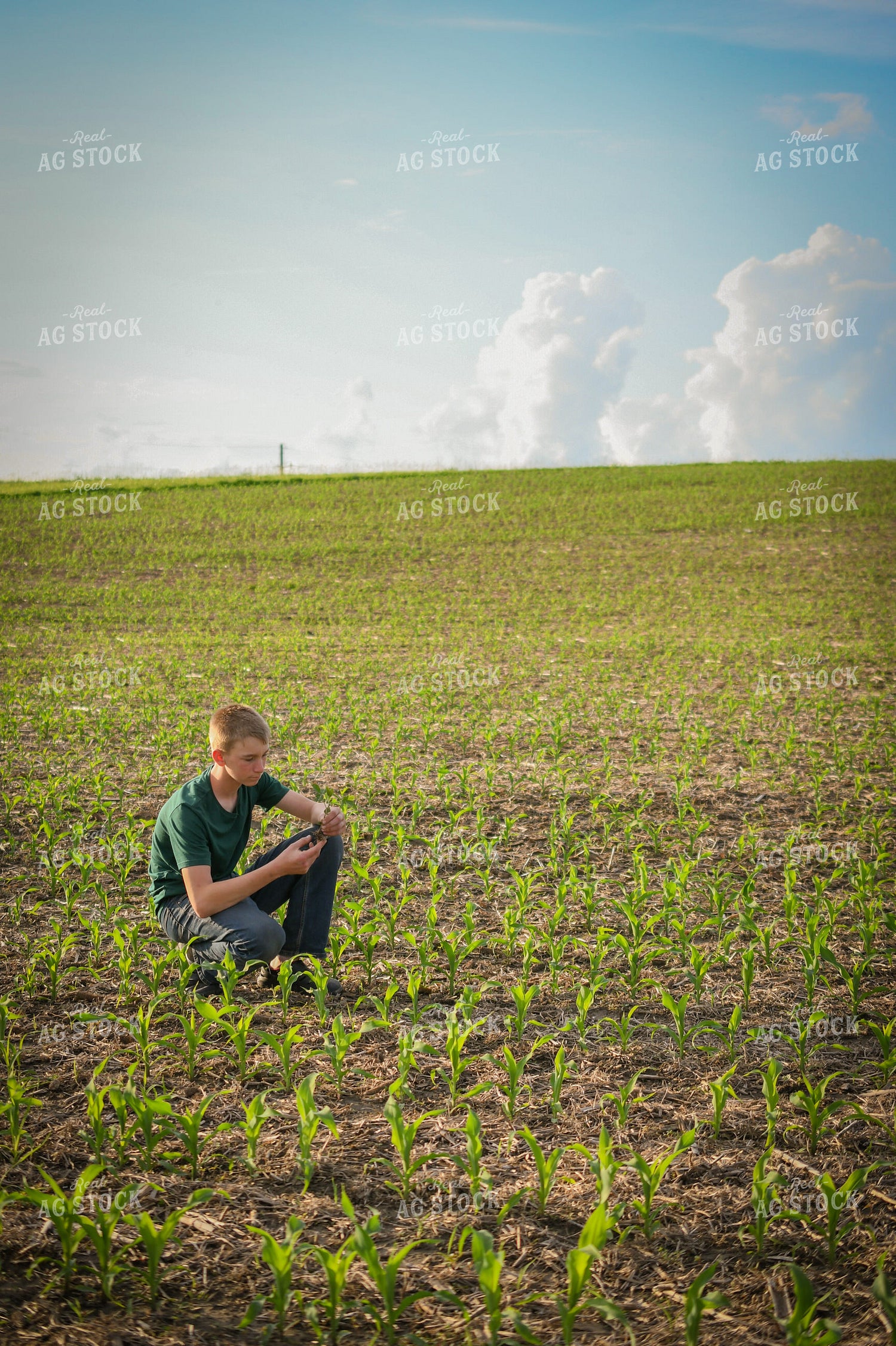 Farm Kid Scouting Corn 191161