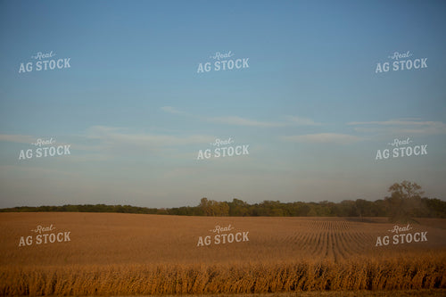 Soybeans - Dry 1541