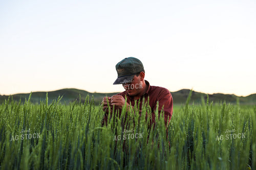 Farmer Standing in Willow Creek Winter Wheat 87001