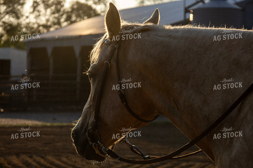 Horse 305018
