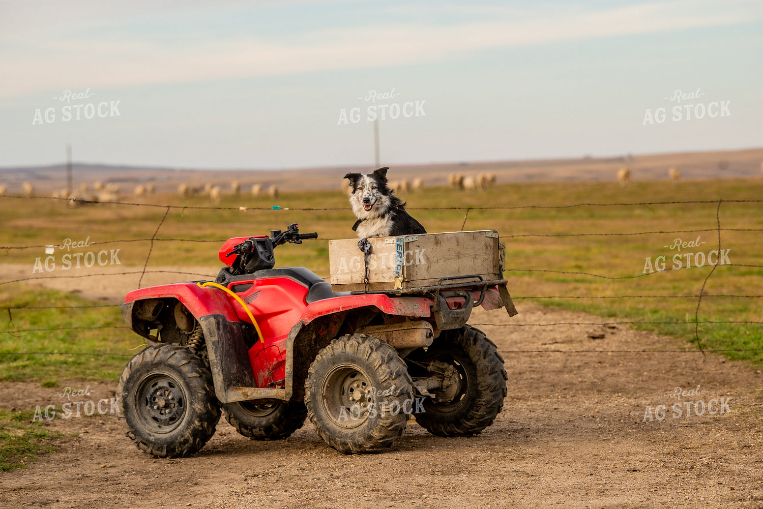 Dog on Four Wheeler 299025