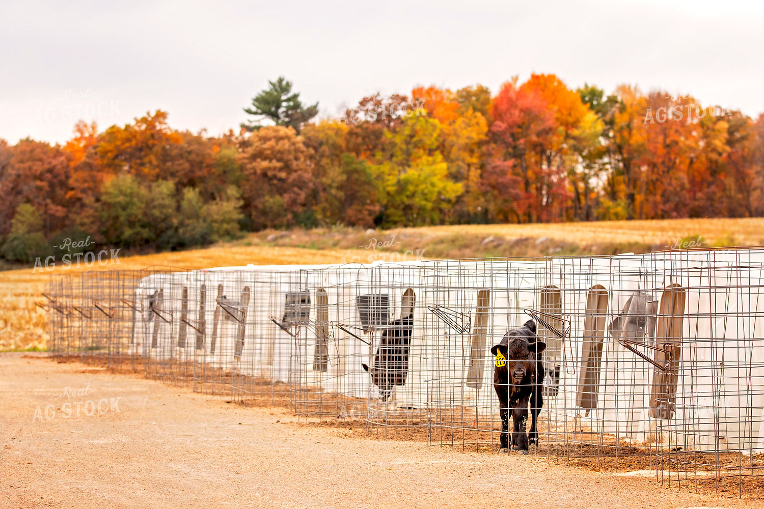 Black Angus Calves in Hutches 55197