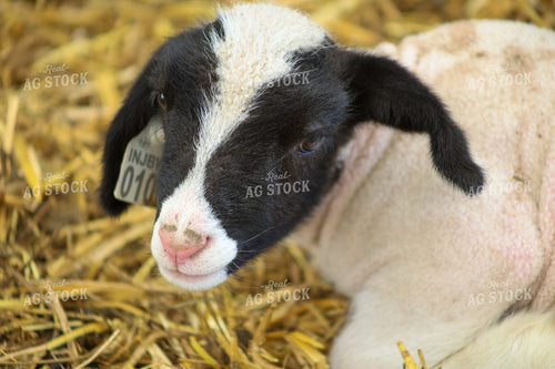 Lamb 84291