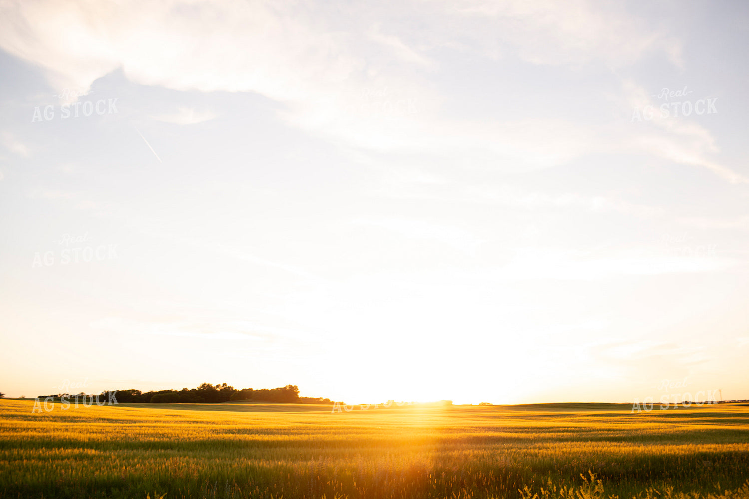 Wheat 2133