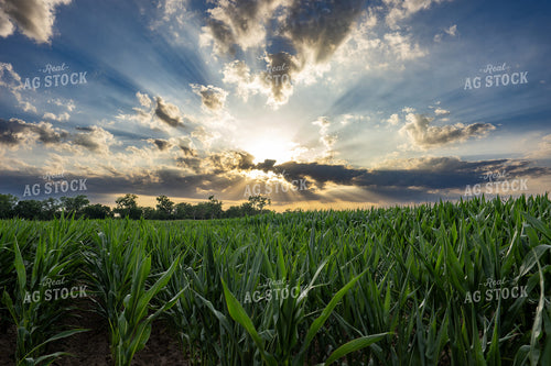 Sunset Over Mid-Season Cornfield 65874
