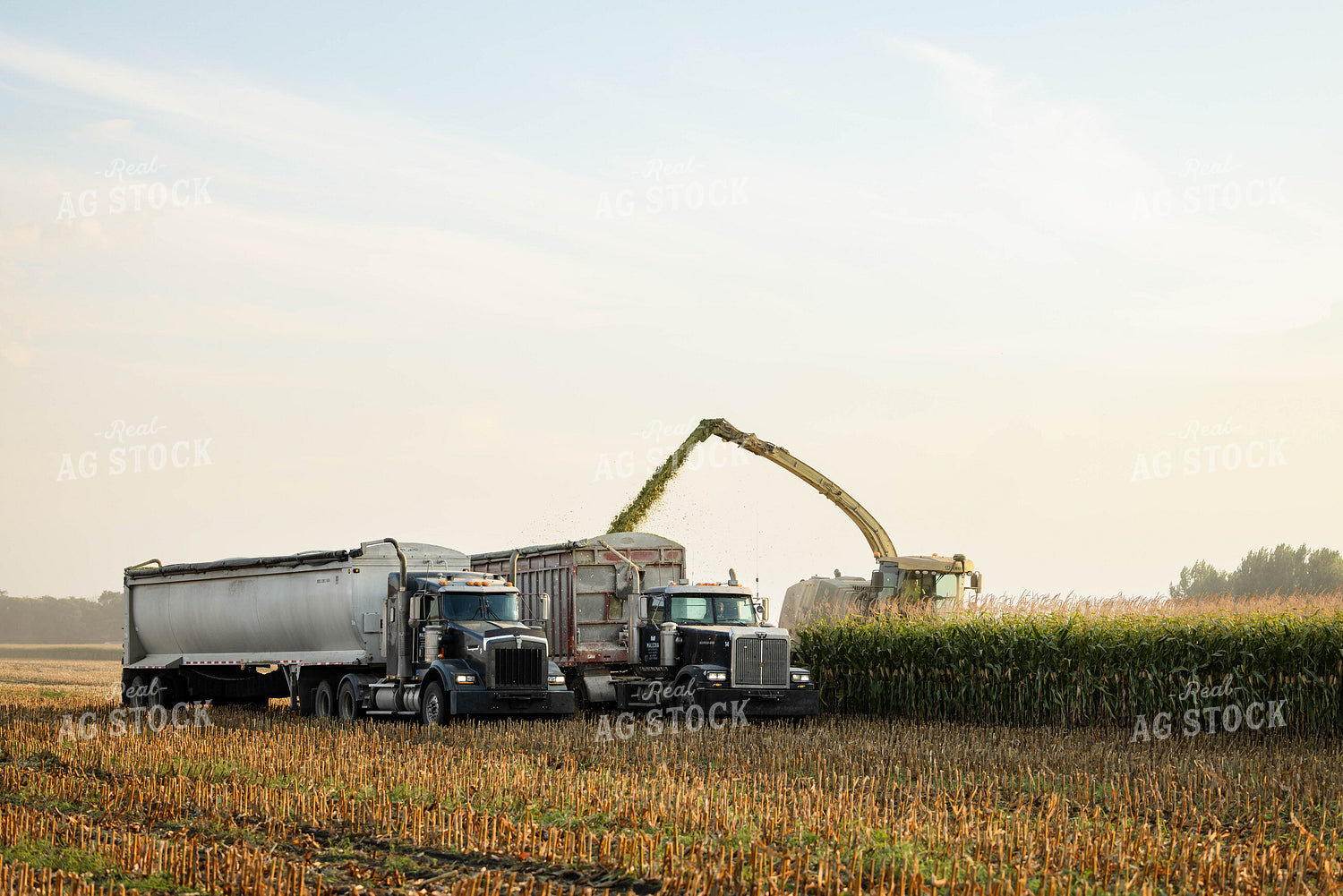 Chopping Corn Silage 152962