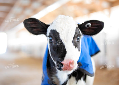 Holstein Calf with Blanket 55056