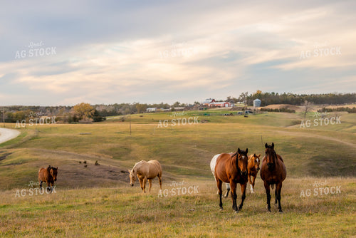 Horses on Pasture 299167