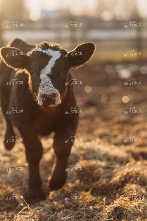 Black Baldy Calf 174016