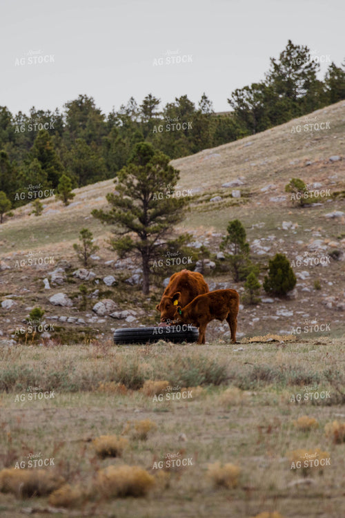 Red Angus Cow & Calf in Hilly Open Pasture 97153