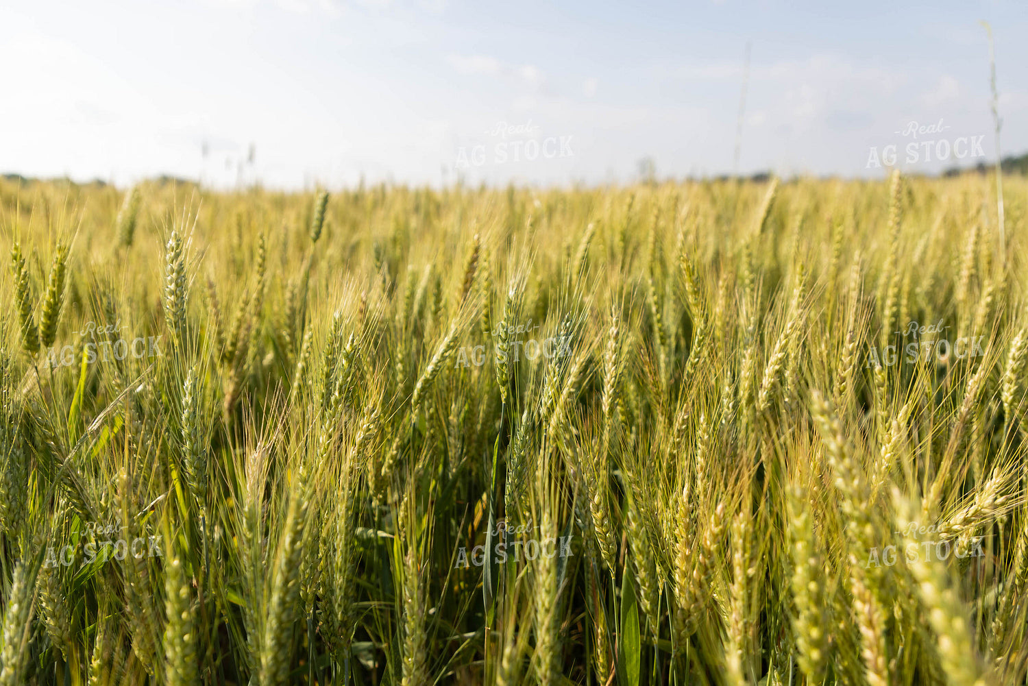 Flowering Wheat Field 79300