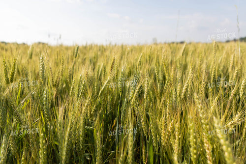 Flowering Wheat Field 79300