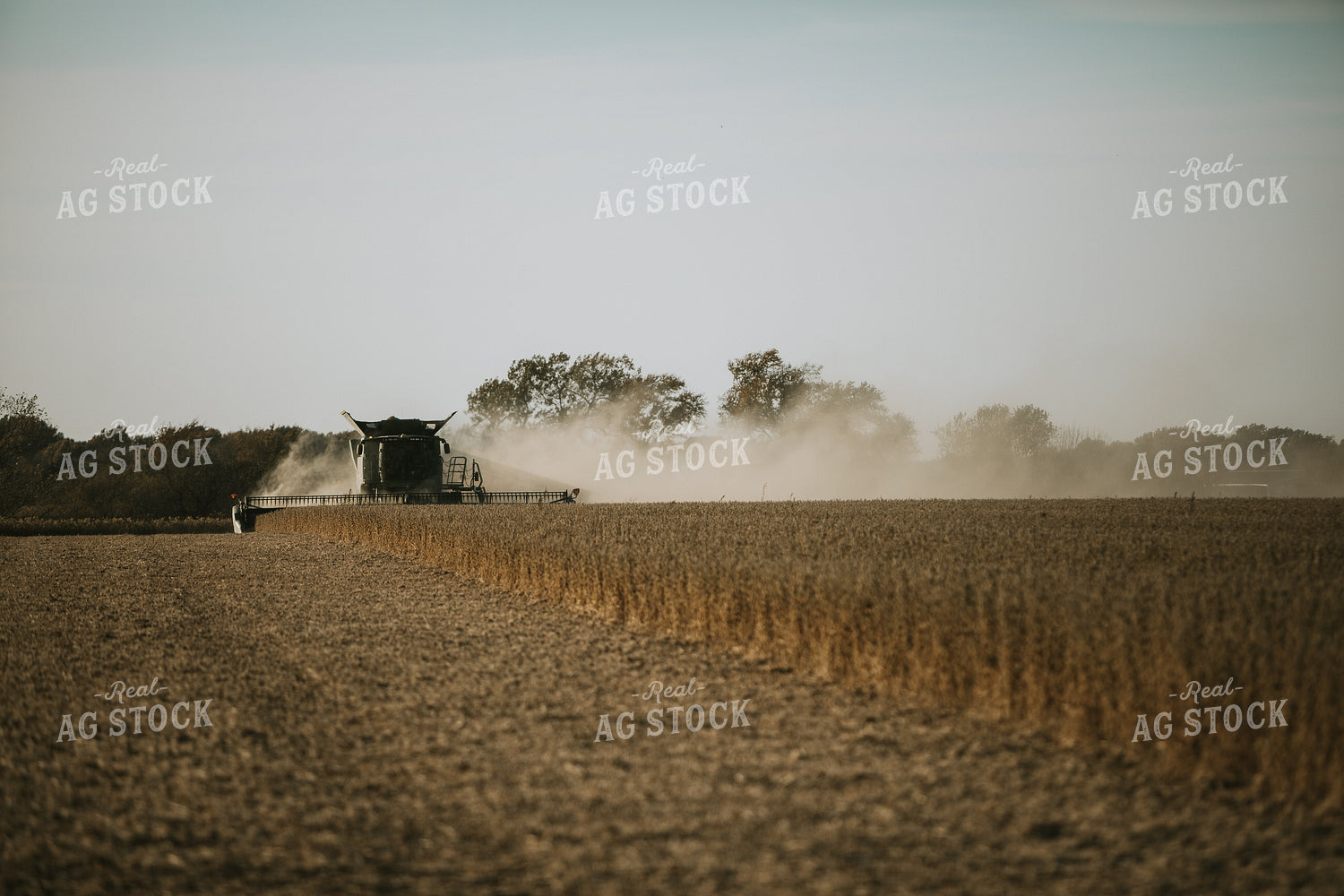 Soybean Harvest 7193