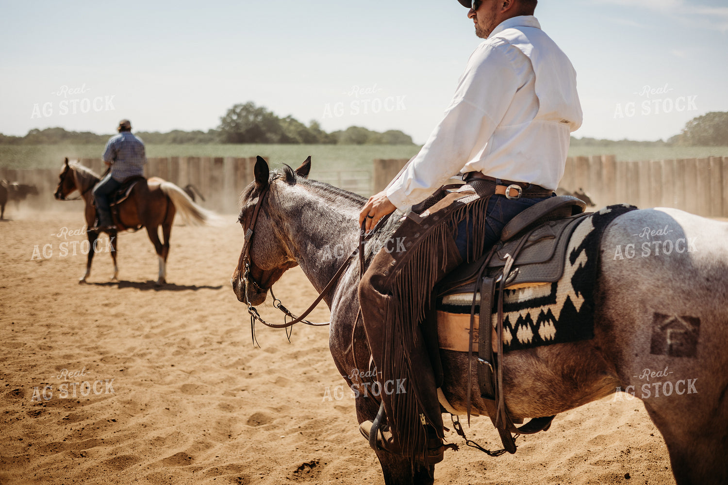 Sorting Cattle on Horseback 281104