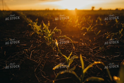 Early Stage Corn after Rain 4310