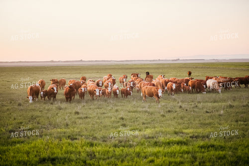 Hereford Cattle in Pasture 64261