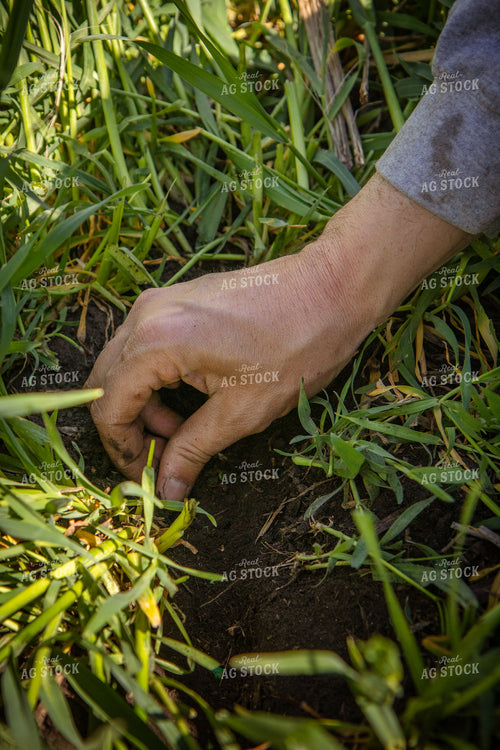 Scouting Seed Depth in Cover Crops 67683