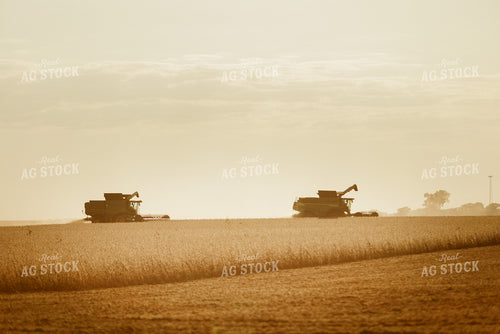 Soybean Harvest 9224
