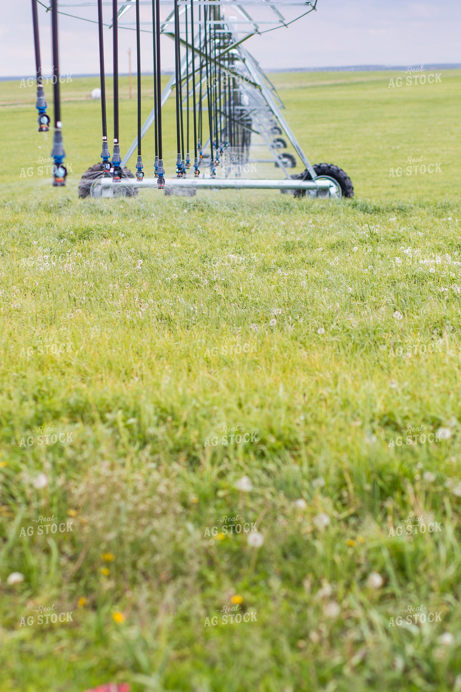 Irrigated Crops 260012
