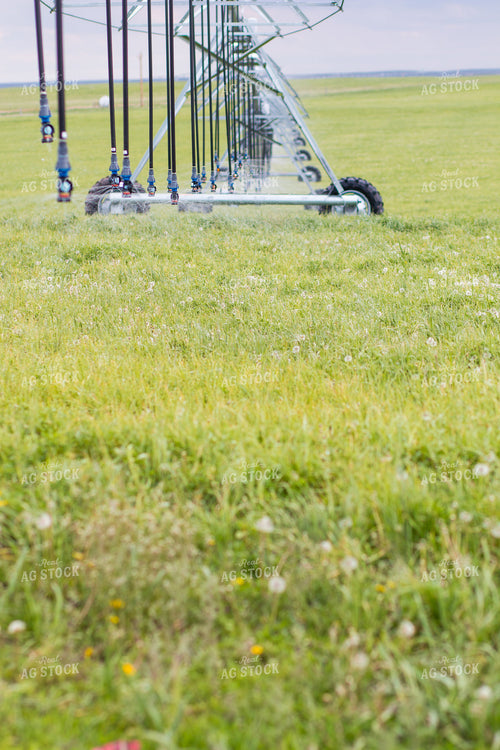Irrigated Crops 260012