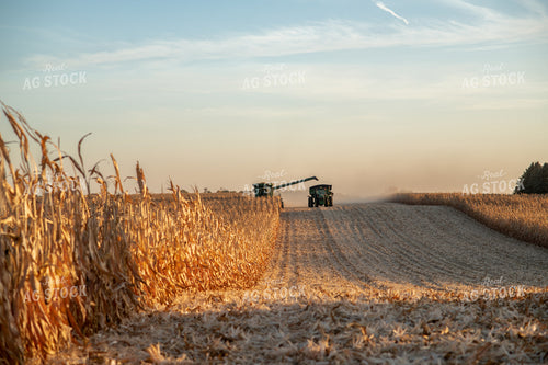 Corn Harvest 76339