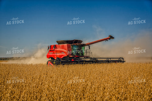 Soybean Harvest 153006