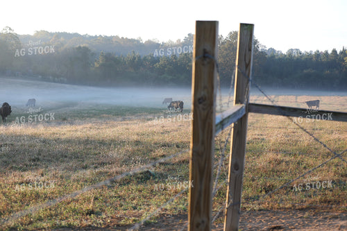 Cattle Feeding on Foggy Pasture 262005