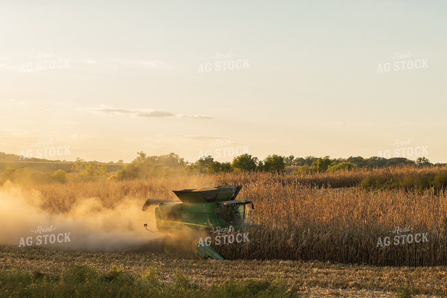 Corn Harvest 215154