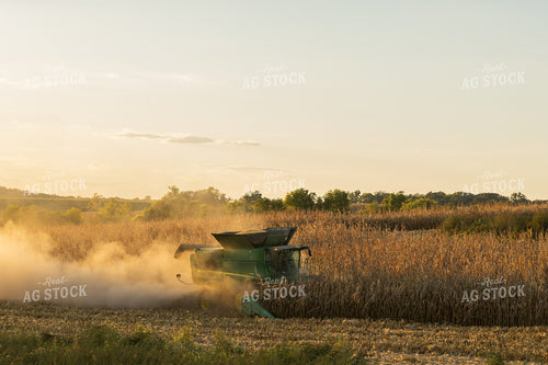 Corn Harvest 215154
