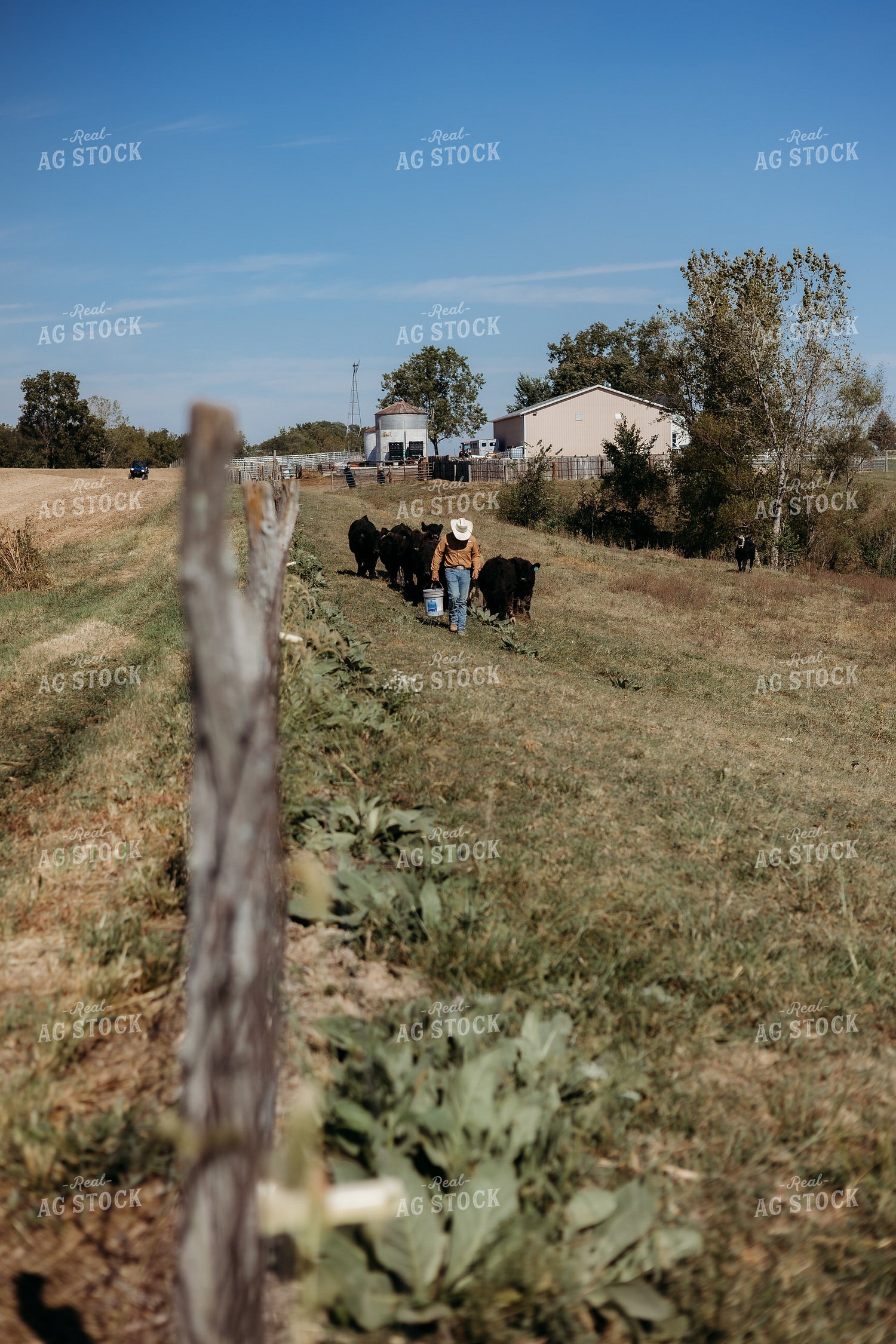 Cattle Producer Moving Cattle 281051