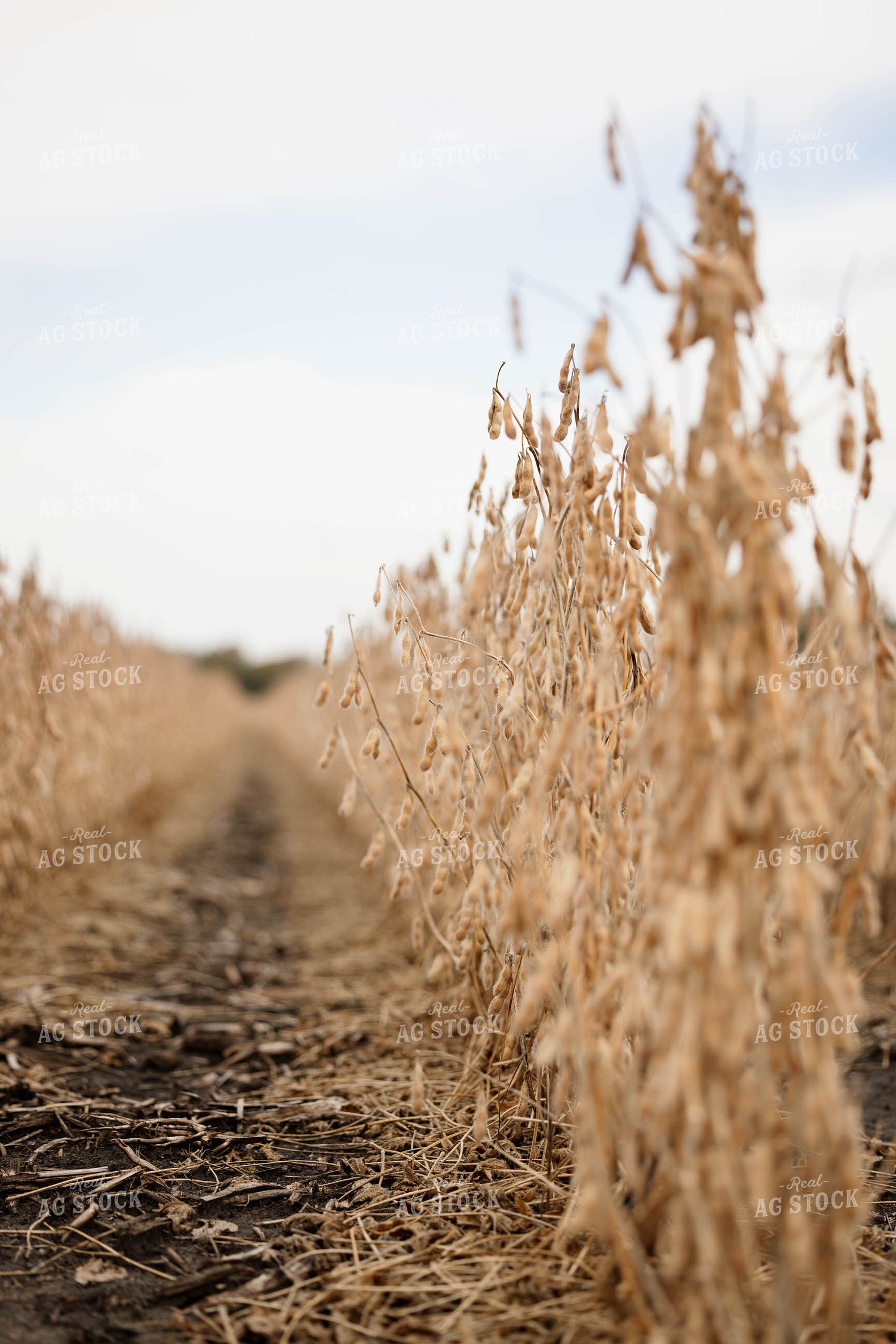 Dried Soybeans 152883