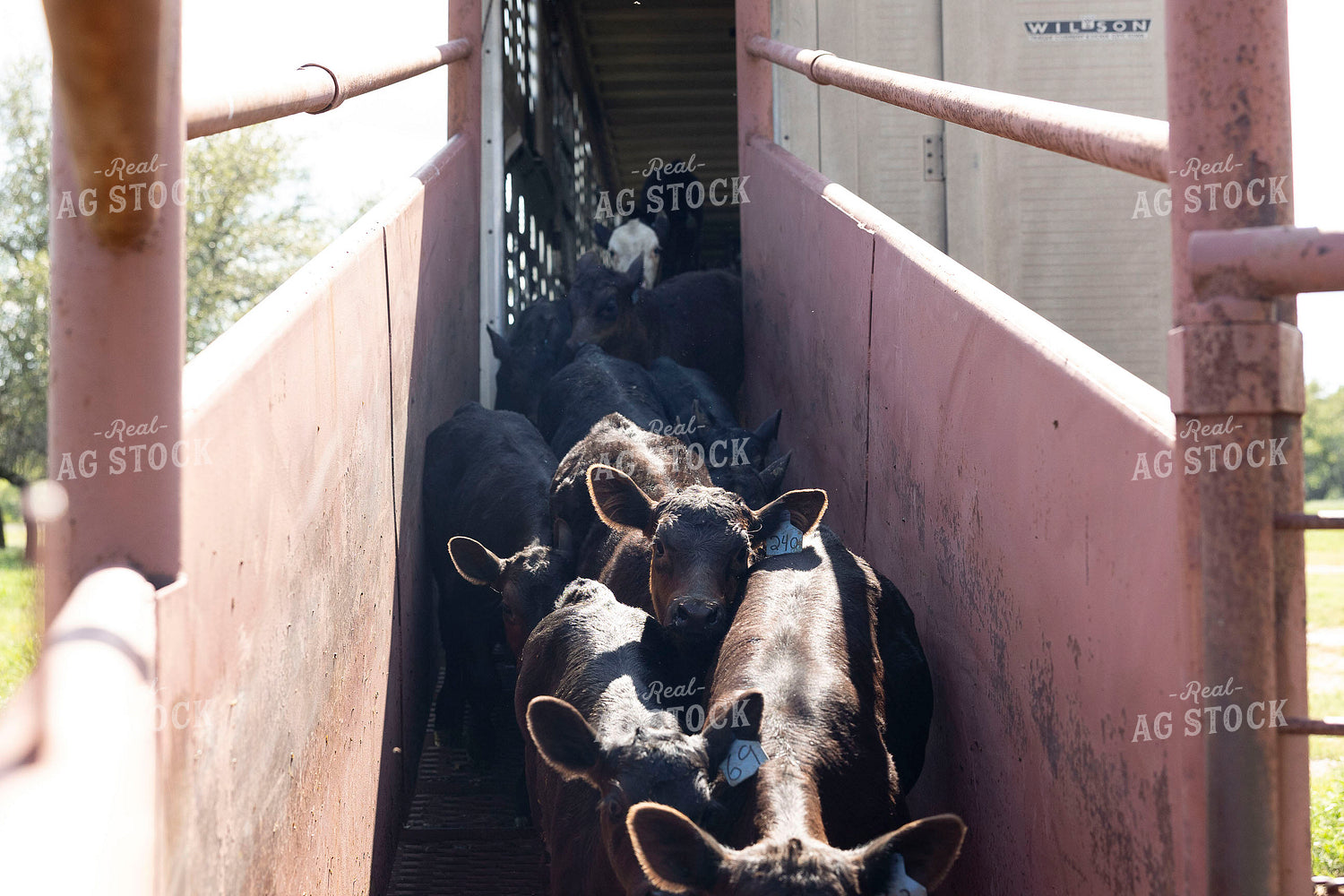 Calves on Loading Chute 205080