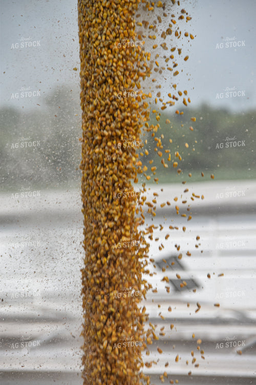 Close Up of Corn Being Unloaded 84033
