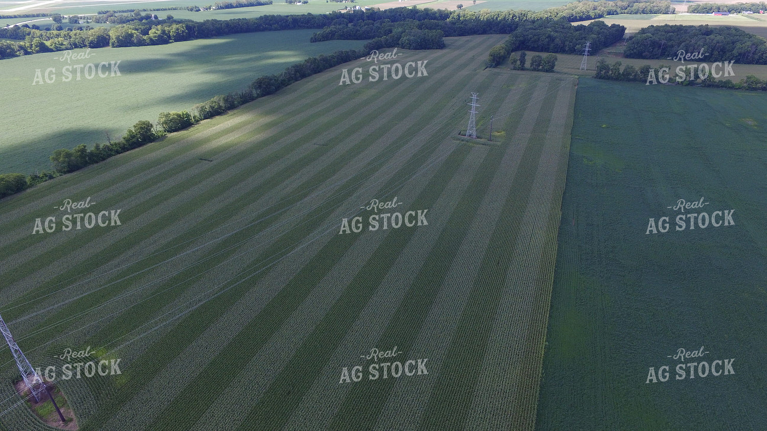 Aerial View of Corn Field 85016