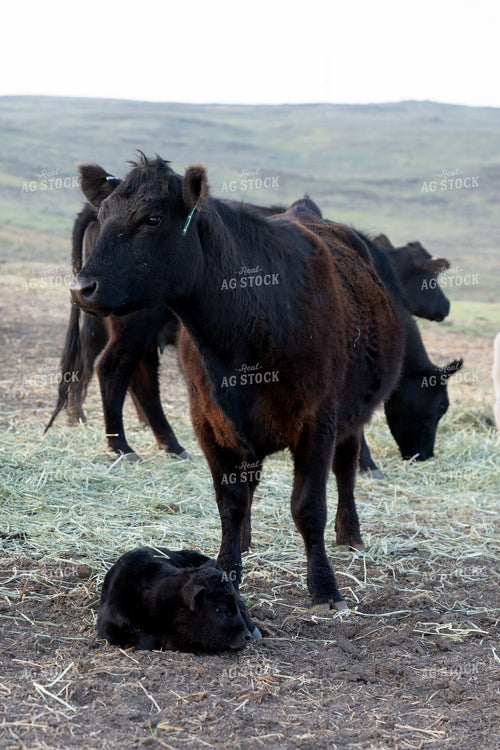 Black Cow with Calf in a Rural Farm Landscape 65387