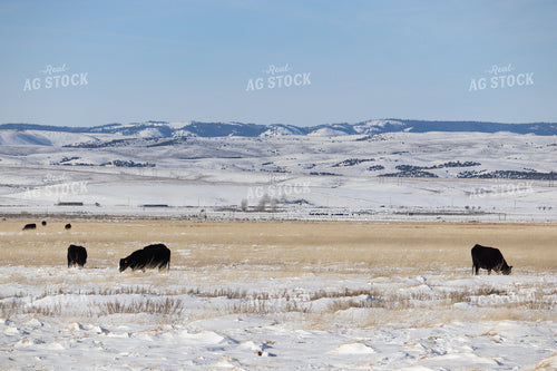 Black Angus Cattle on Snowy Pasture in Foothills 102035