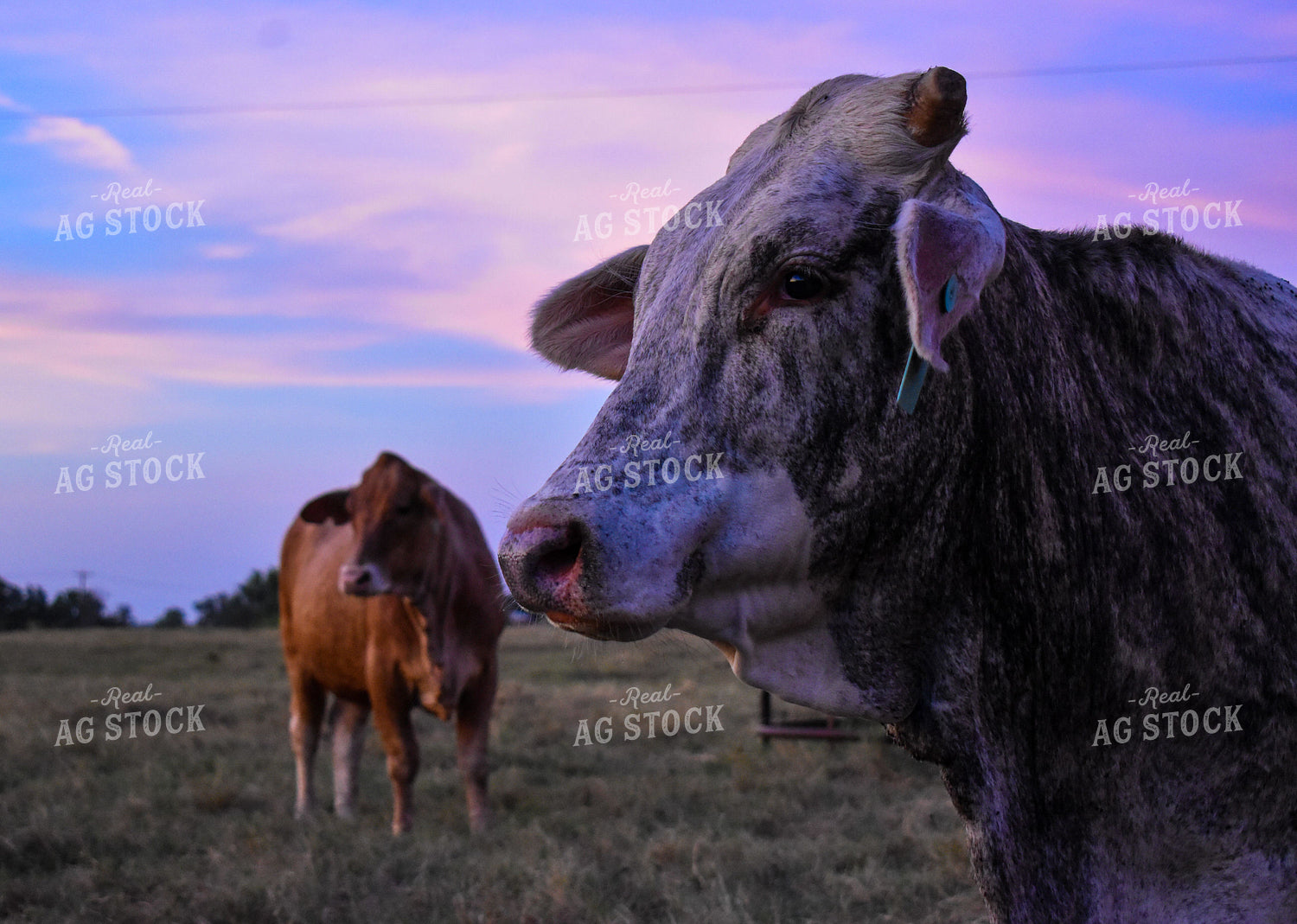 Cattle in Pasture 112000