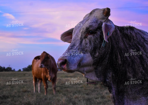 Cattle in Pasture 112000