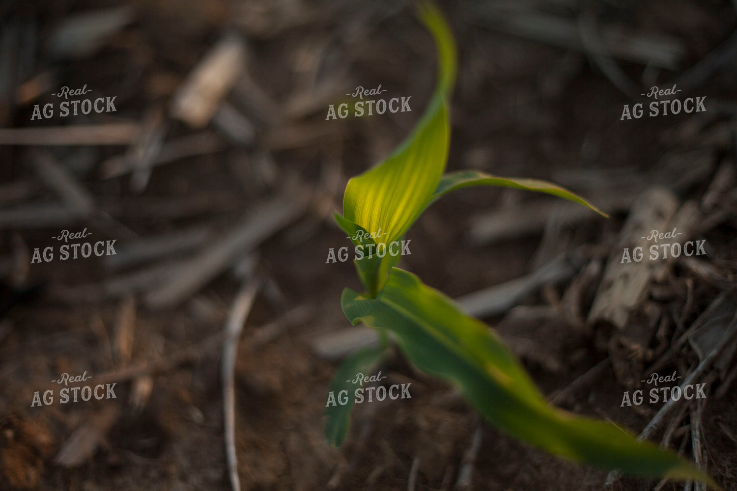 Corn - Early Growth 1164