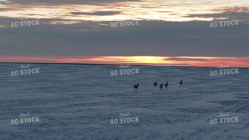 Deer Running on Snowy Field 239568