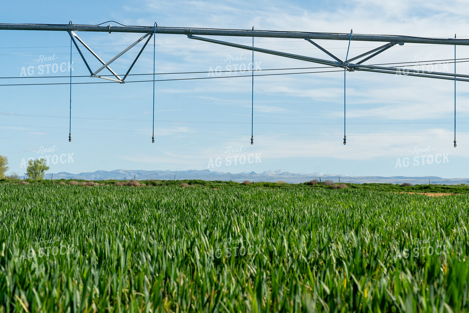 Winter Wheat Cover Crops 65682