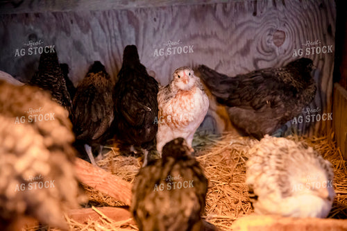 Chickens in the Coop 135004