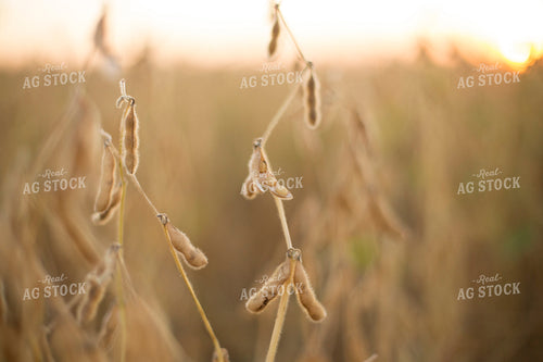 Dried Soybean Pods 93116