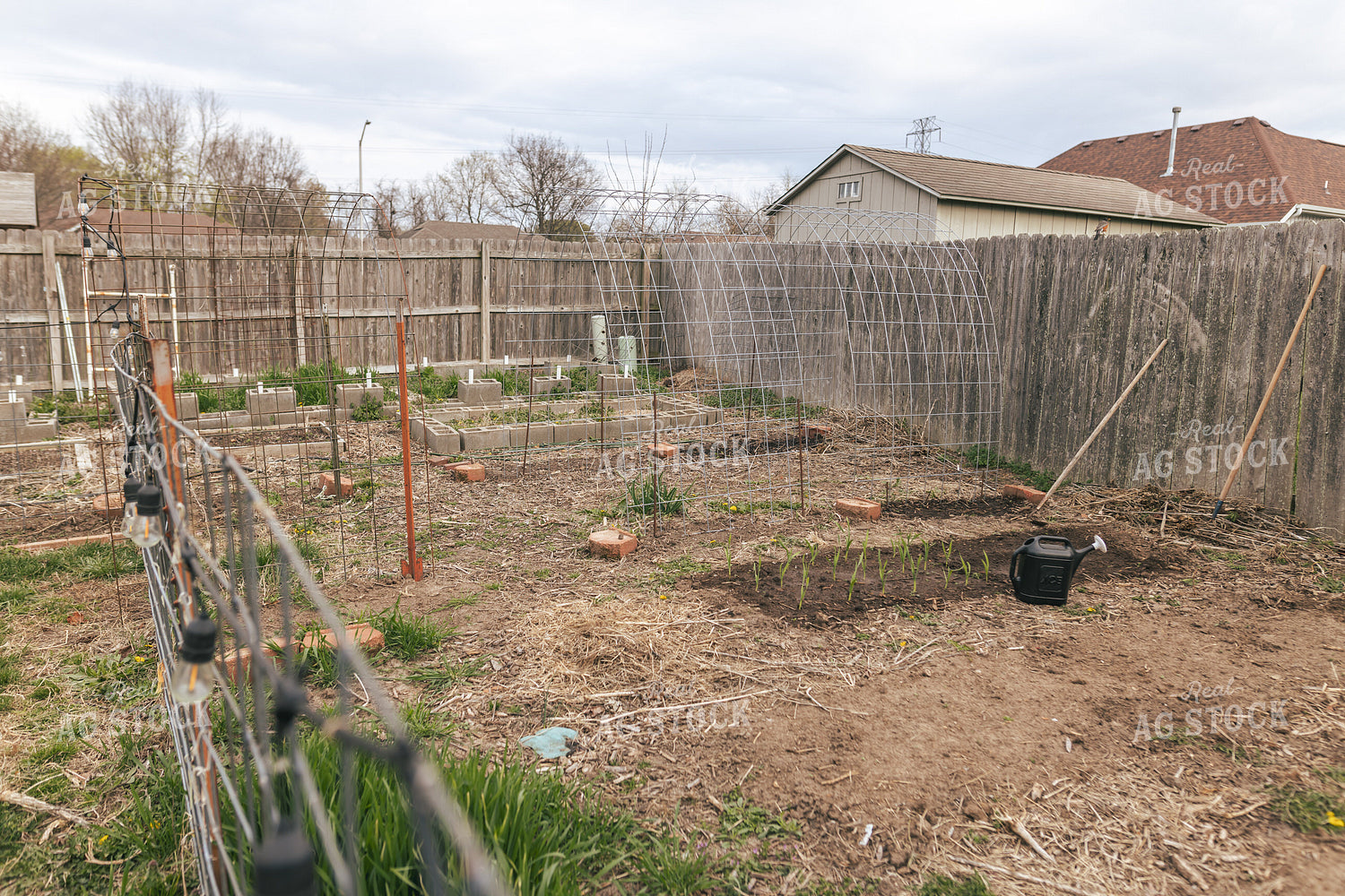 Backyard Gardening 162037