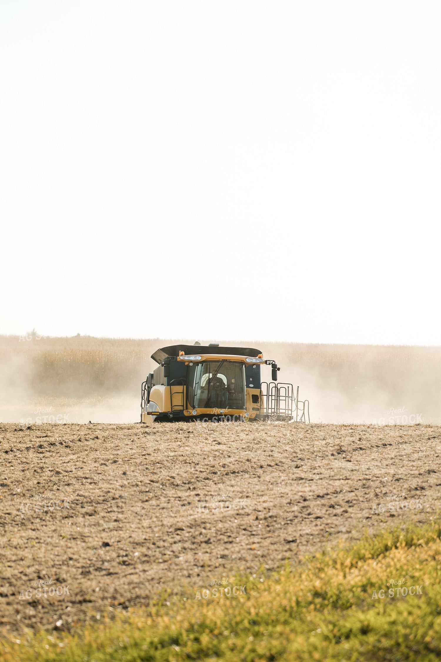 Soybean Harvest 215074