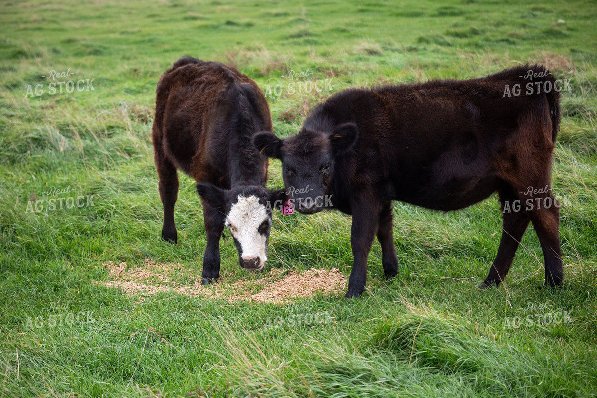 Two Beef Calves Eating Grain Supplement on Green Pasture 406087