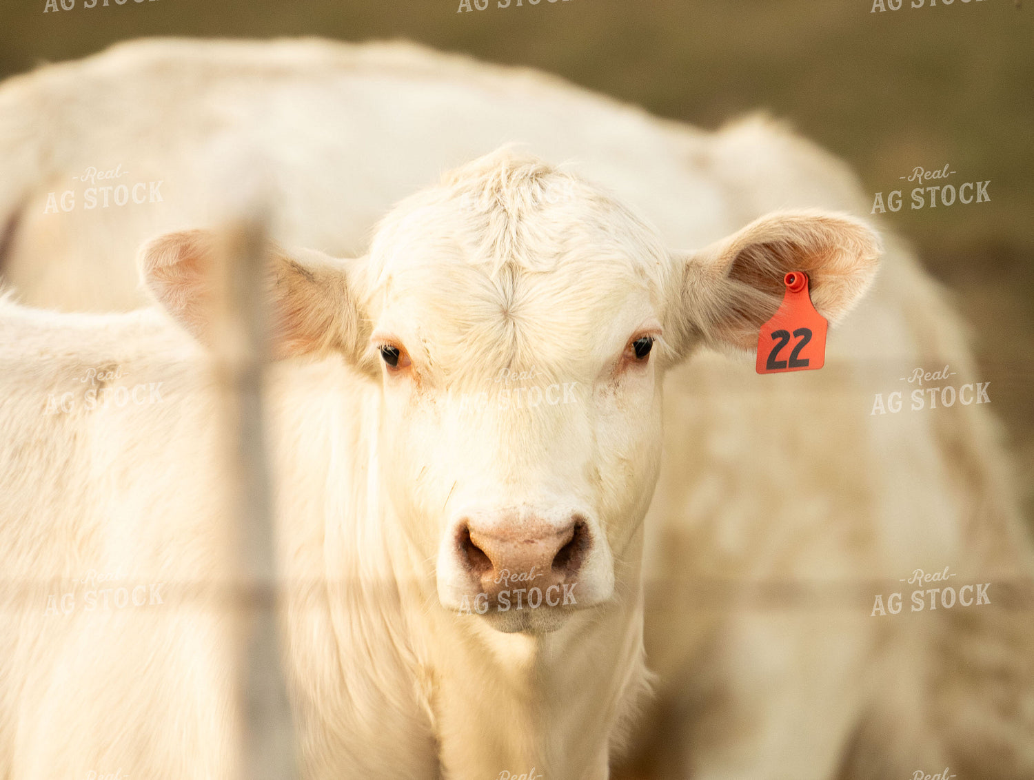 Charolais Cattle on Pasture 288023
