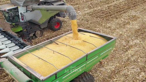 Corn Harvest 79432