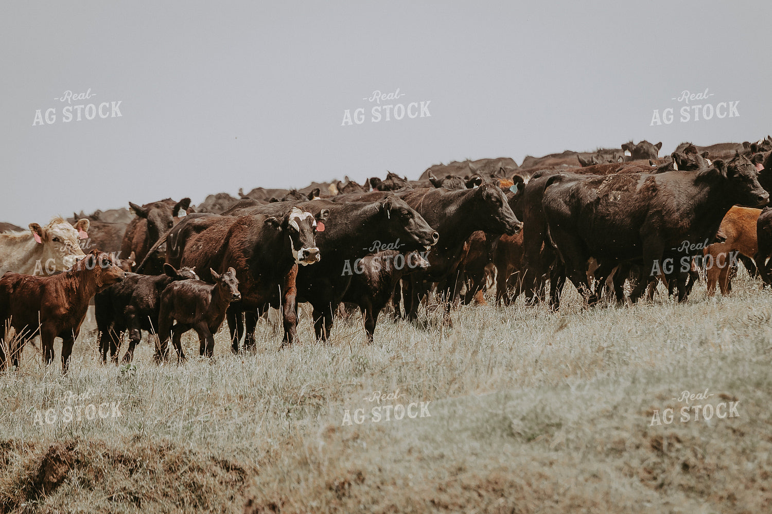 Cow Calf Pairs on Pasture 202010