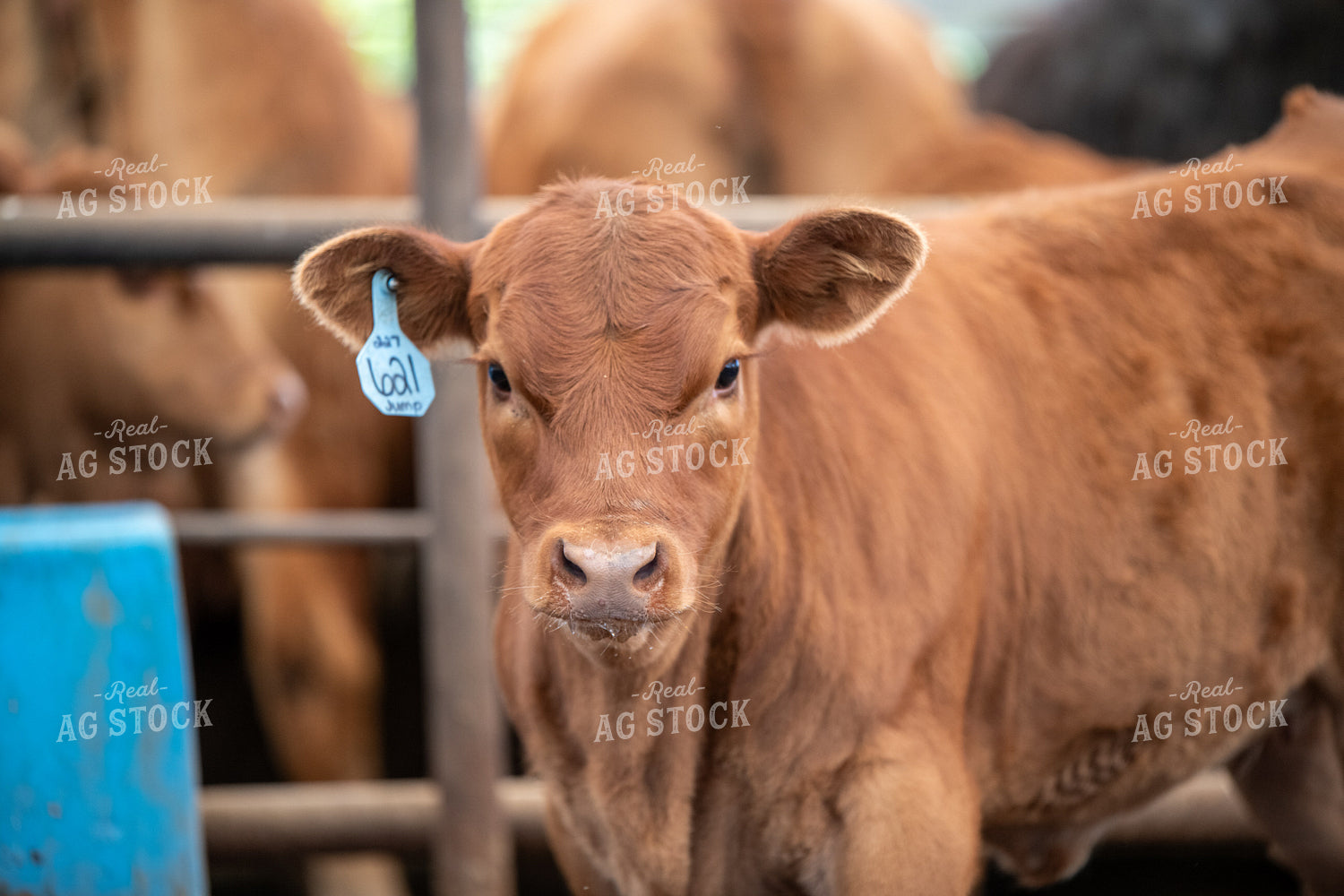 Red Angus Calf 193088
